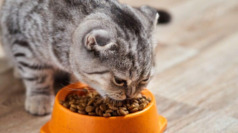 How to choose cat food